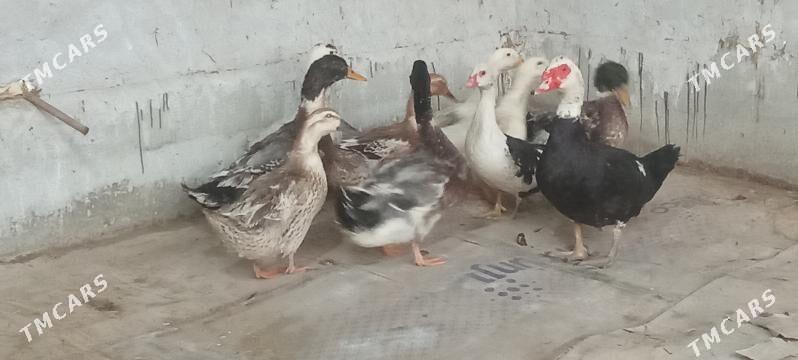 induk ordek - Чарджоу - img 5