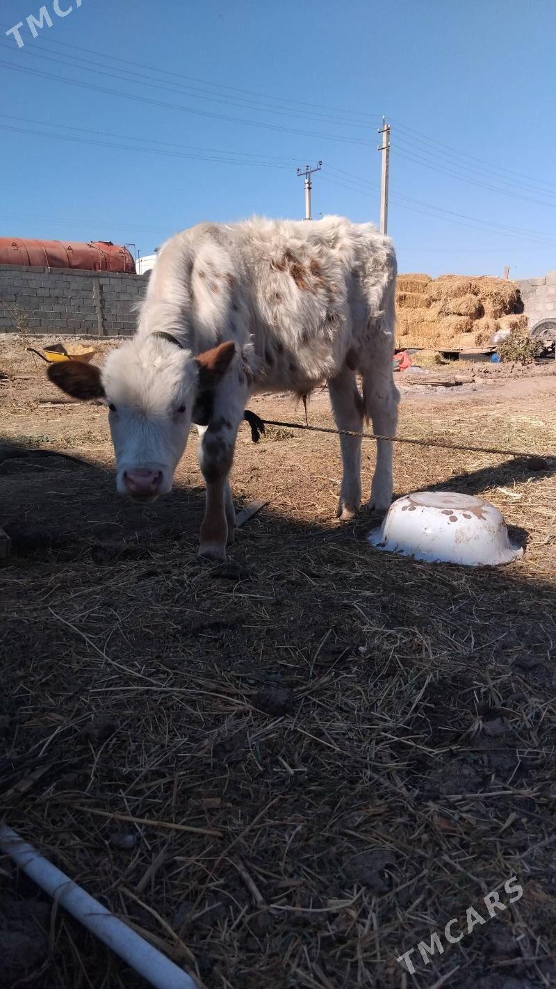 göleli sygyr - Бузмеин - img 4