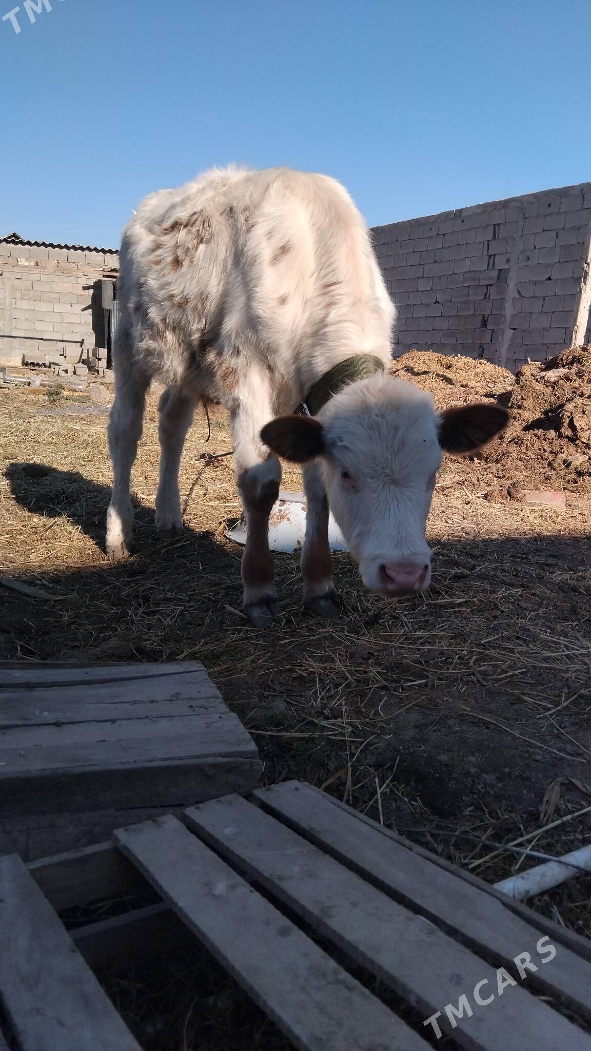 göleli sygyr - Бузмеин - img 3