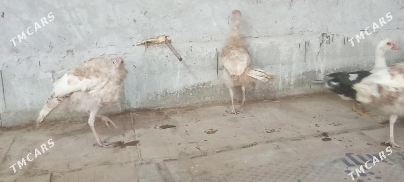 induk ordek - Чарджоу - img 3