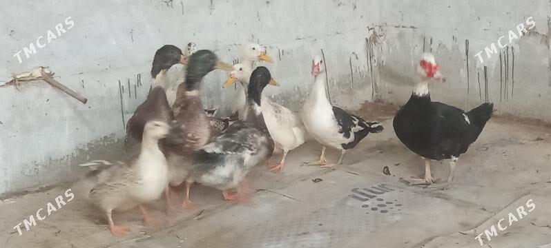 induk ordek - Чарджоу - img 6