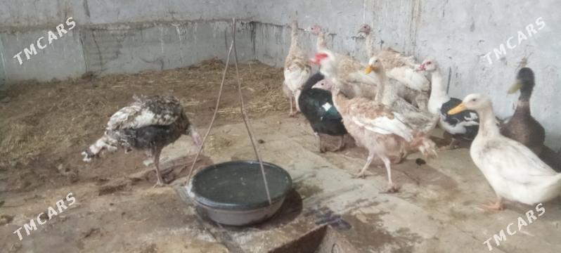 induk ordek - Чарджоу - img 4