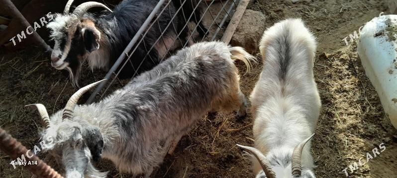 geci bakylan - Гёкдепе - img 1