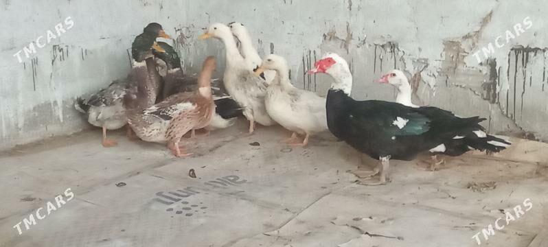 induk ordek - Чарджоу - img 7