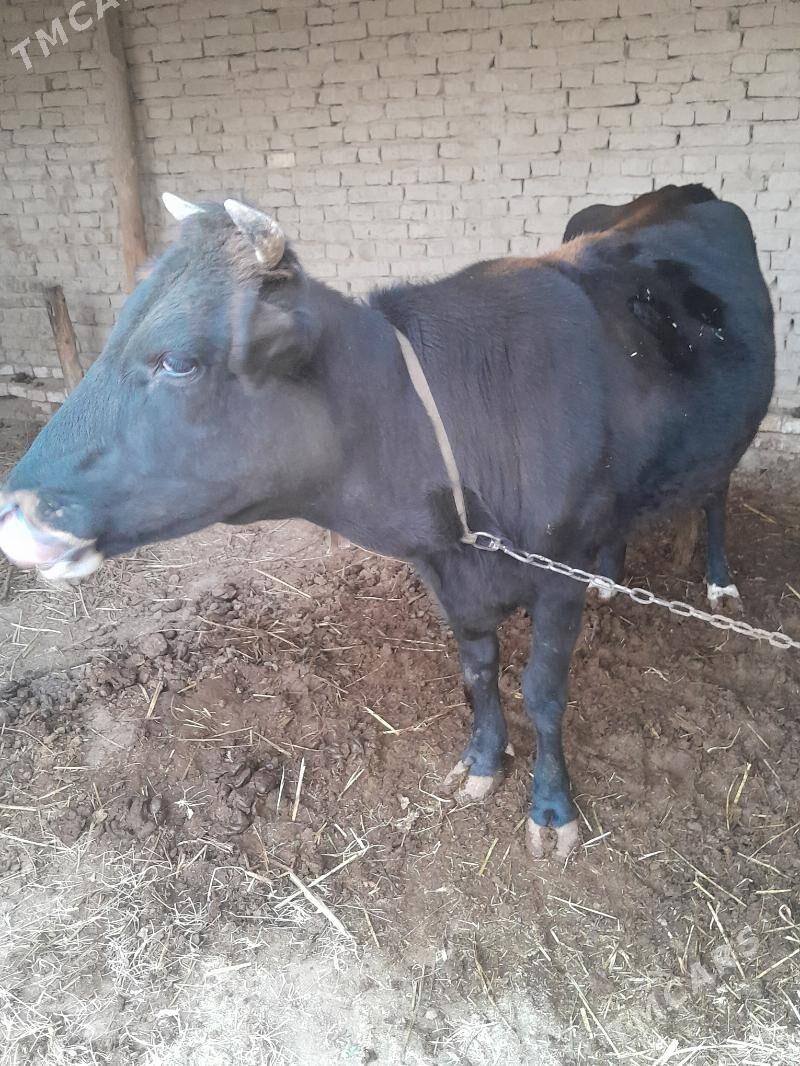 Bakylan sygyr - Мургап - img 1