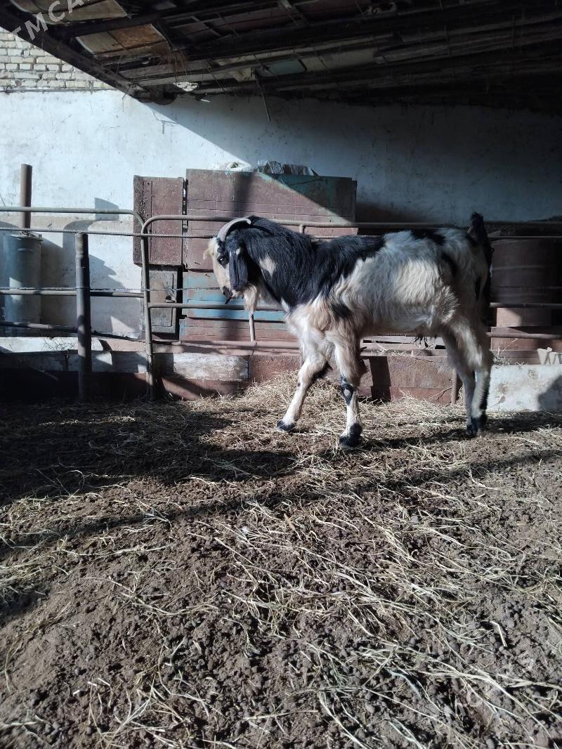 teke Pakistan - Чарджоу - img 1