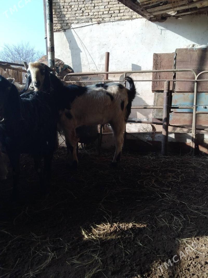 teke Pakistan - Чарджоу - img 2