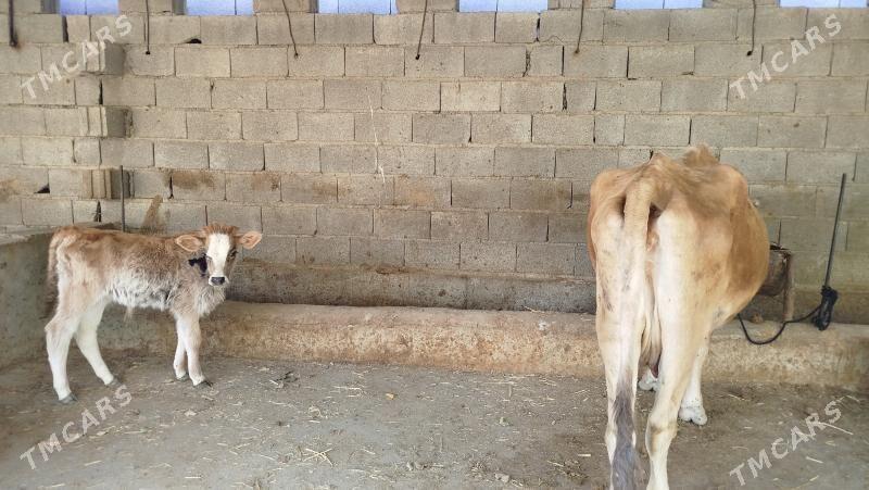 sygyr - Bäherden - img 1