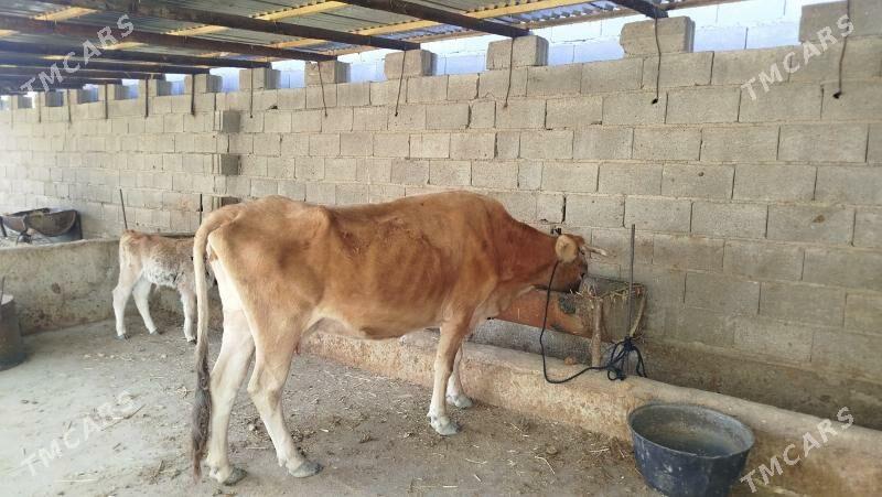 sygyr - Bäherden - img 2