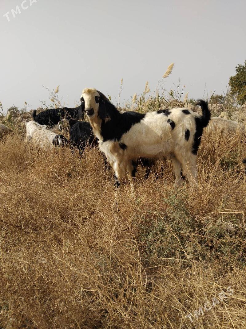 teke Pakistan - Чарджоу - img 3