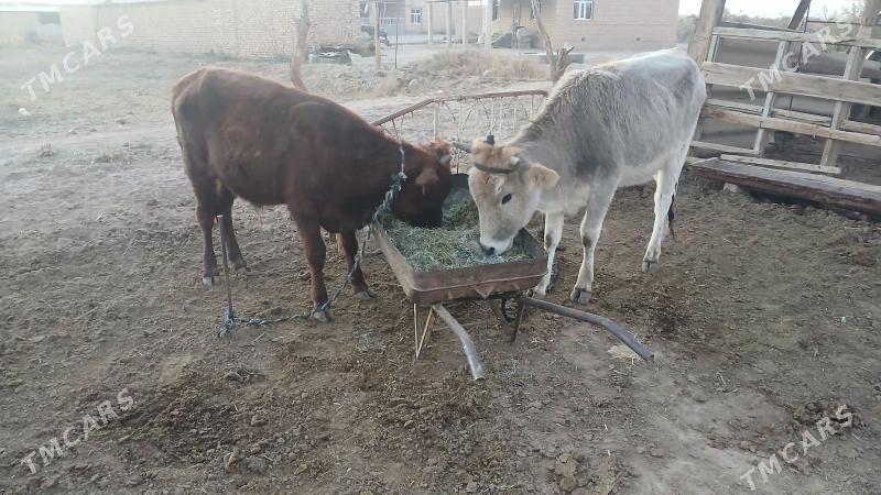 Tüwe - Теджен - img 1