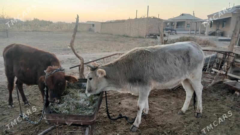 Tüwe - Теджен - img 3