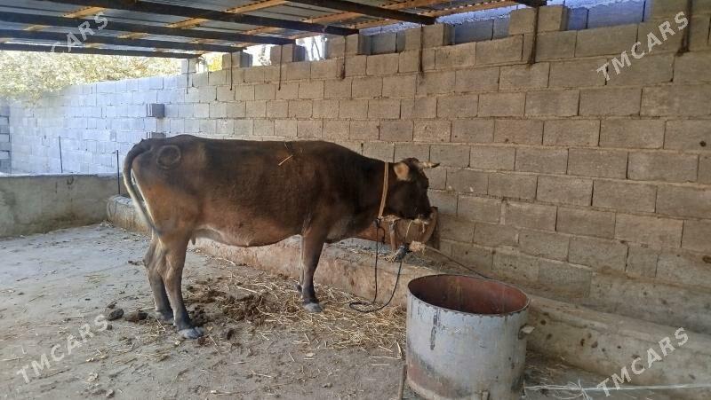 sygyr - Bäherden - img 2