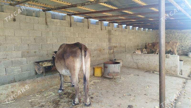 sygyr - Bäherden - img 1