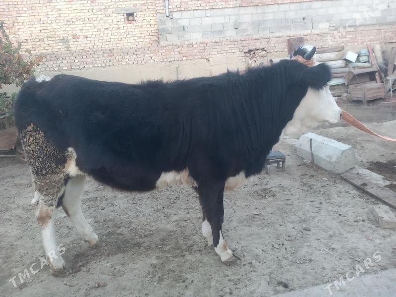 Tüwe - Бахарден - img 2