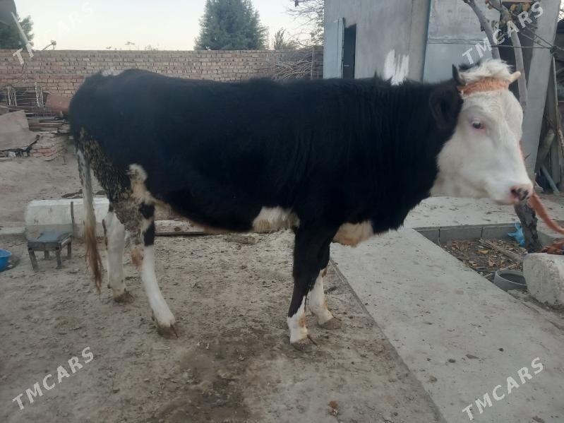 Tüwe - Бахарден - img 3