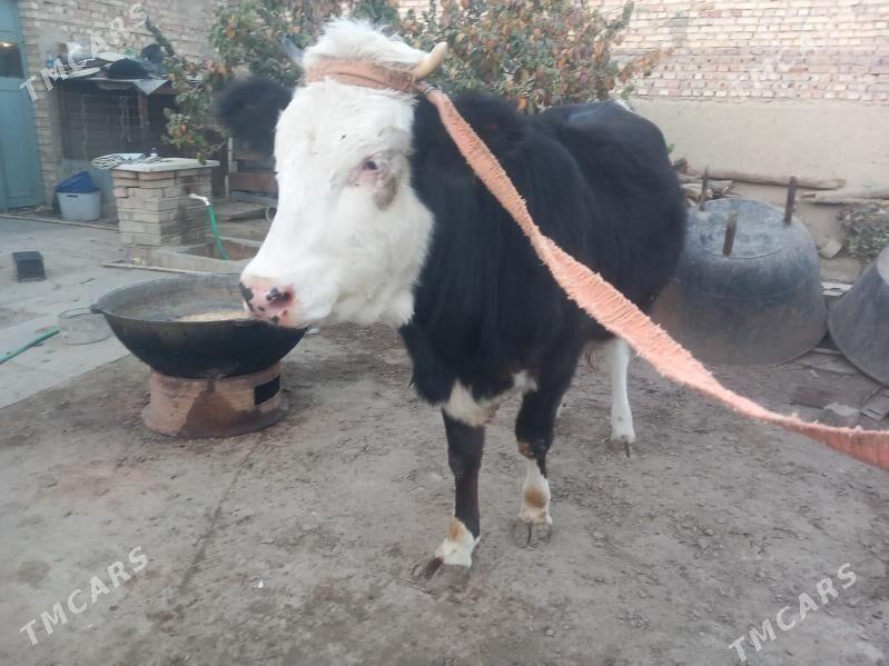 Tüwe - Бахарден - img 4