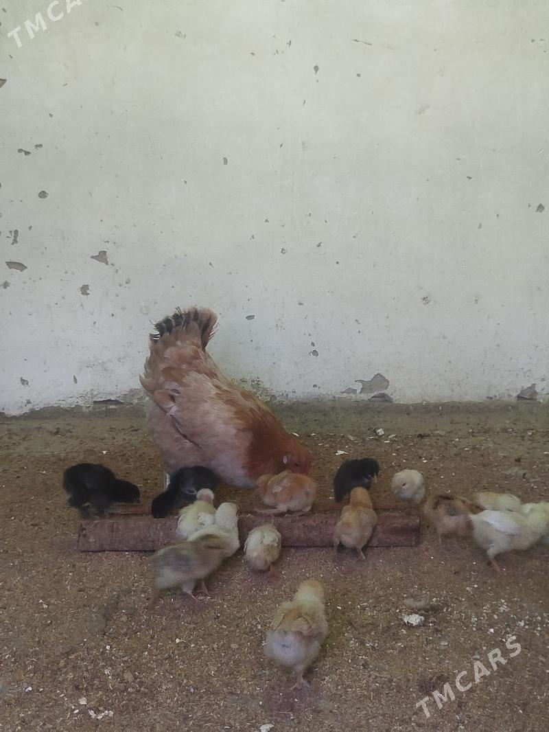 jüyje - Гызыларбат - img 3