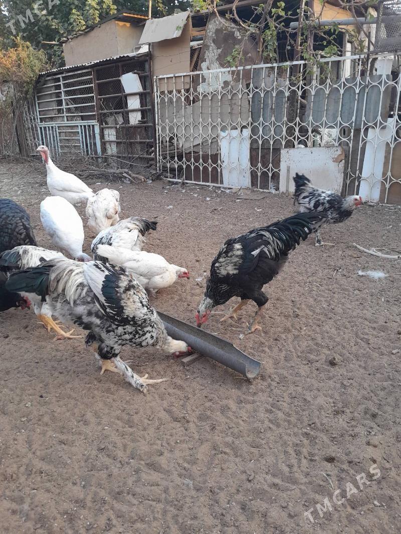 induk - Şatlyk - img 3