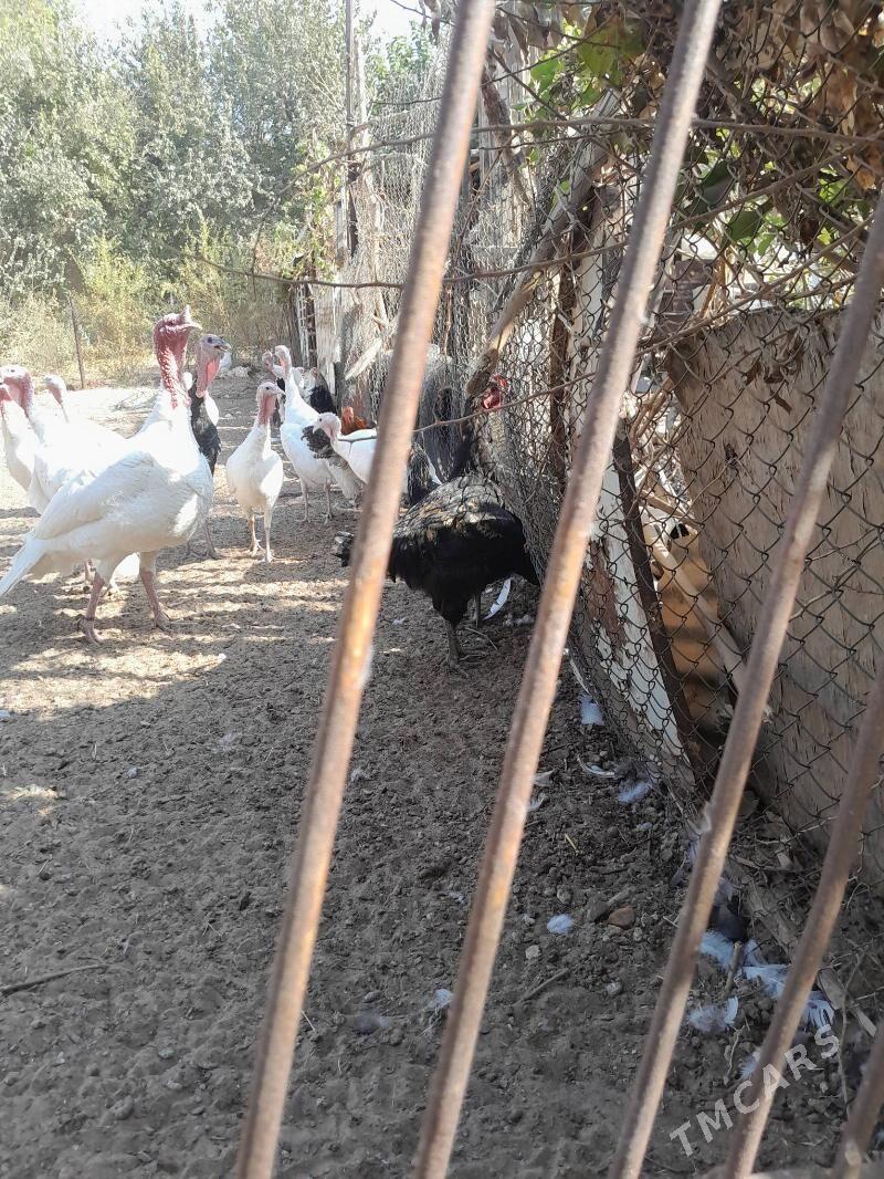 induk - Şatlyk - img 2