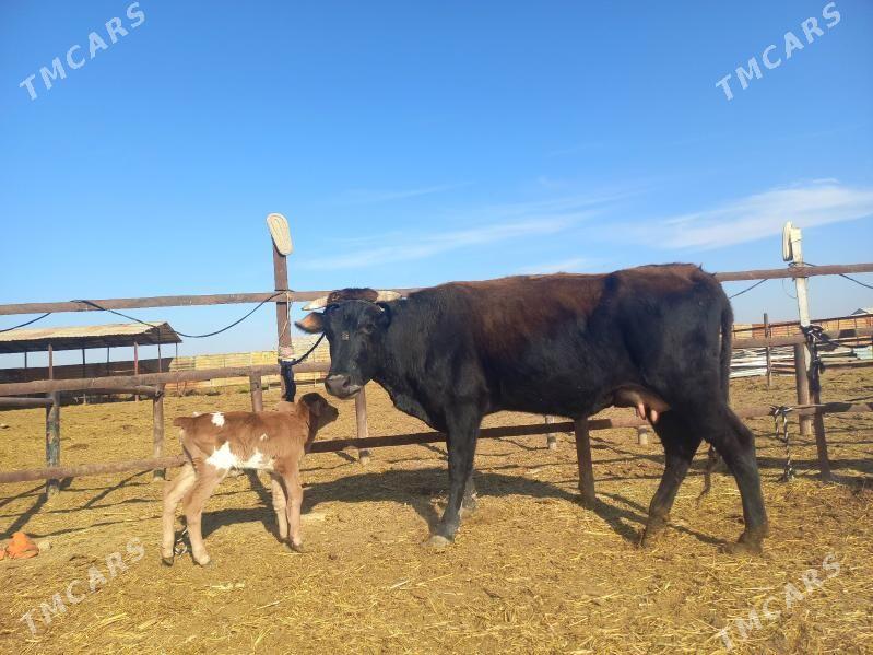 göleli. - Wekilbazar - img 3