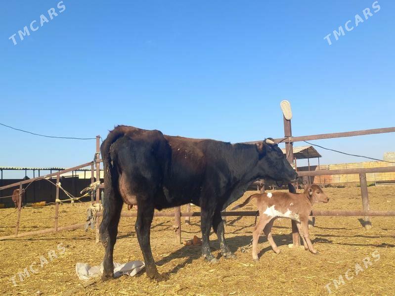 göleli. - Wekilbazar - img 2