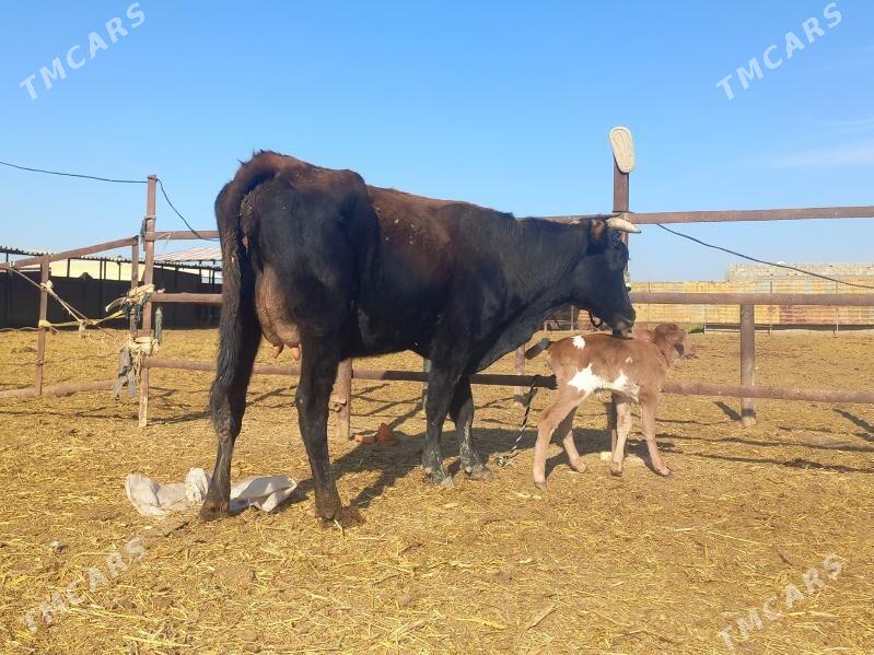 göleli. - Wekilbazar - img 5