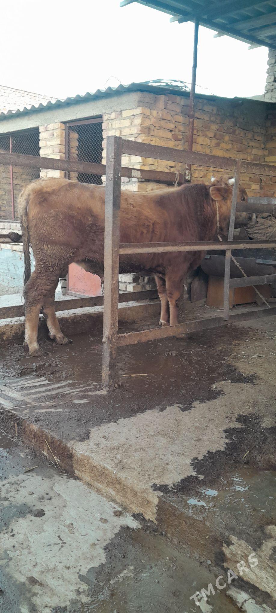 Okiz - Бахарден - img 2