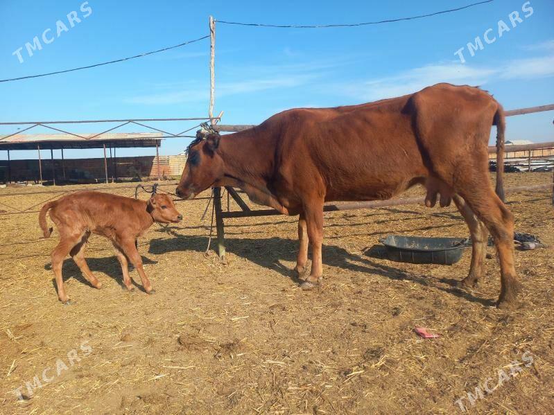 göleli. - Wekilbazar - img 3