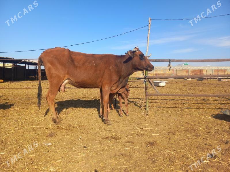 göleli. - Wekilbazar - img 2