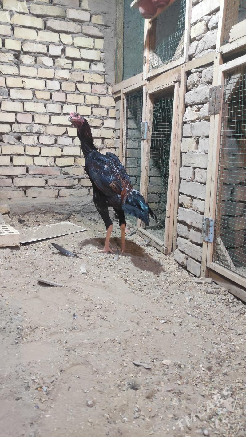 Taskent - Мары - img 1