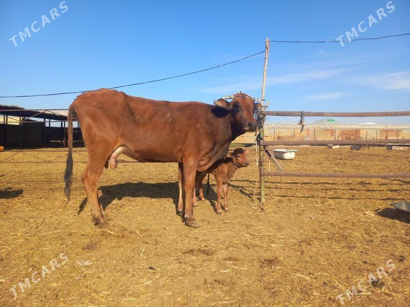 göleli. - Wekilbazar - img 4