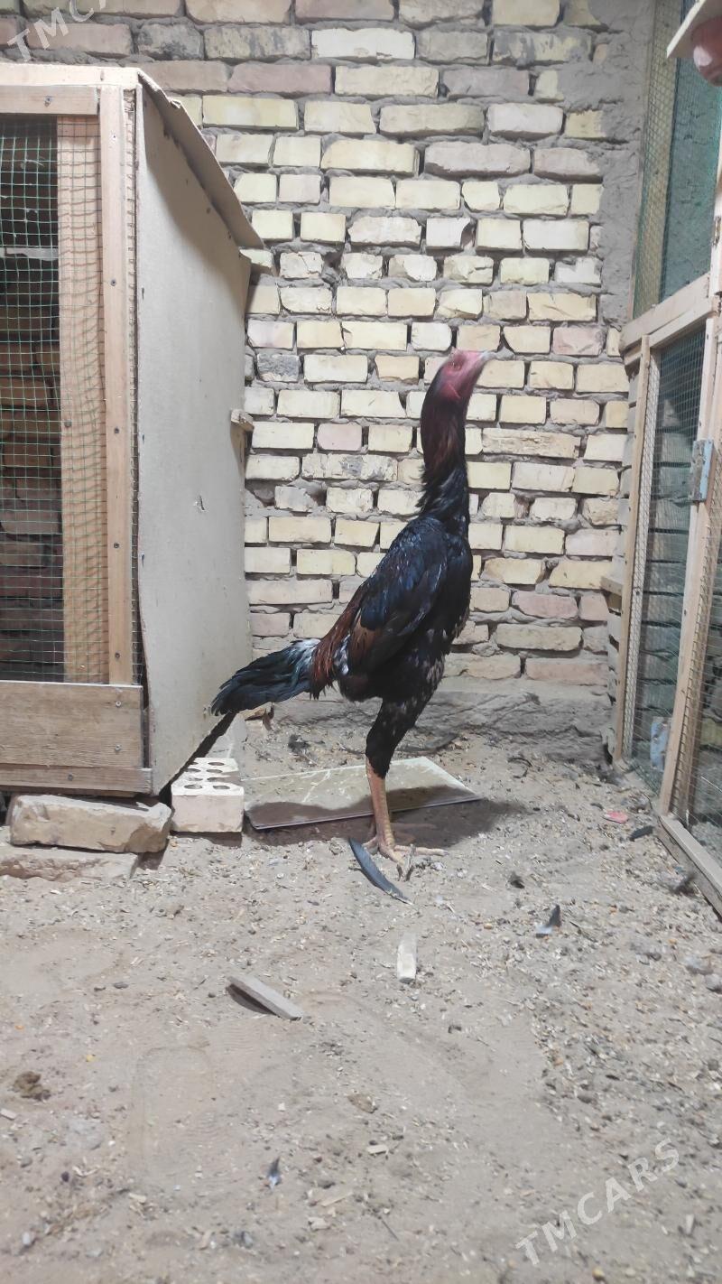 Taskent - Мары - img 2