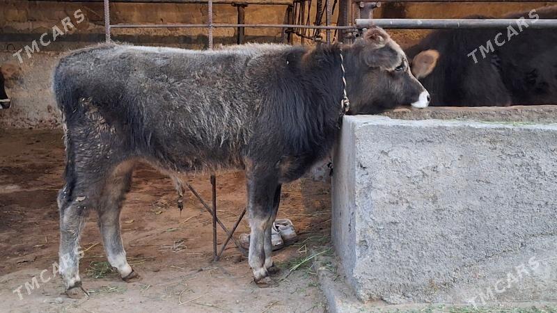 ökùz - Чоганлы - img 2