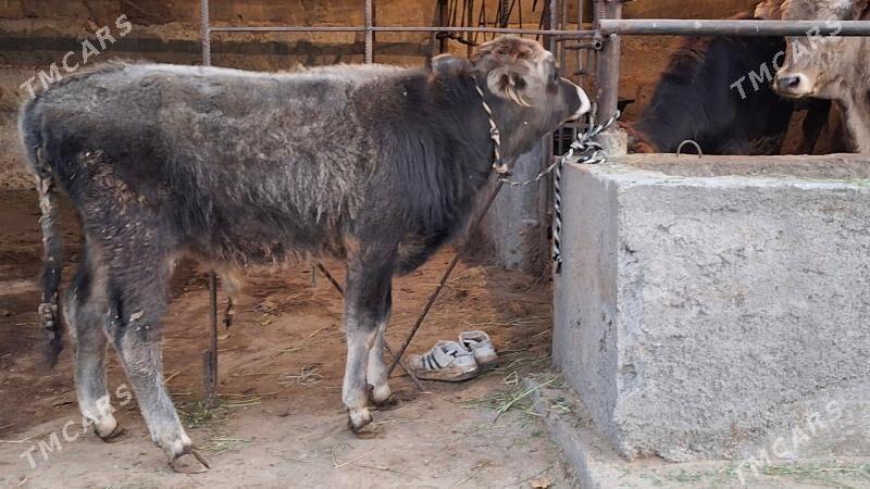 ökùz - Чоганлы - img 3