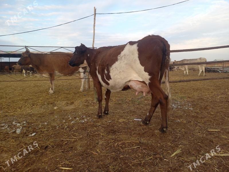 göleli. - Векильбазар - img 5