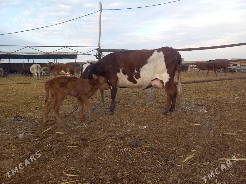 göleli. - Векильбазар - img 7