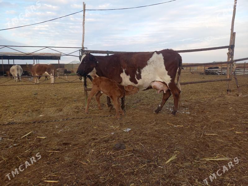 göleli. - Векильбазар - img 9