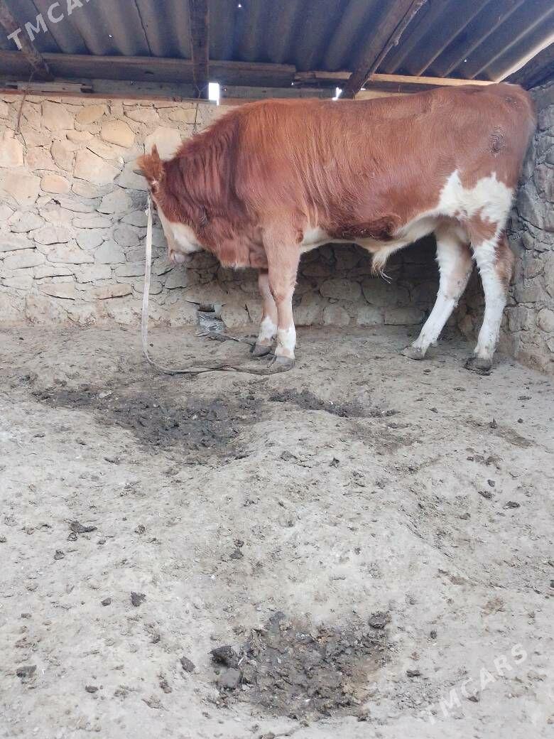 okuz - Bereket - img 2