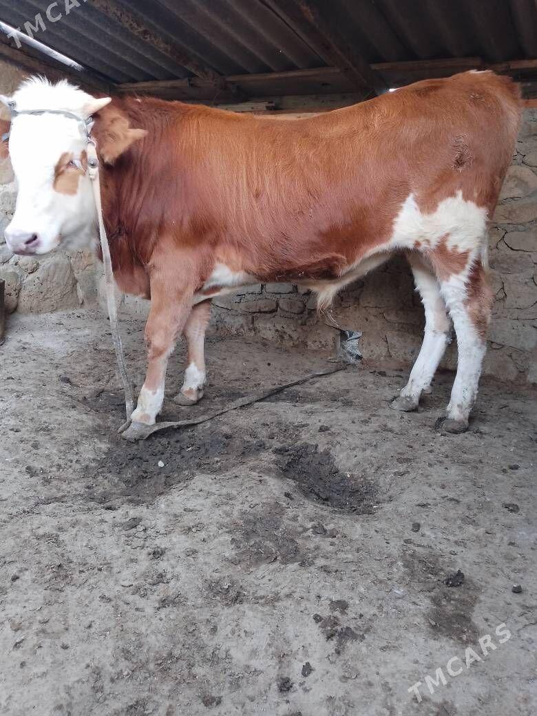 okuz - Bereket - img 1