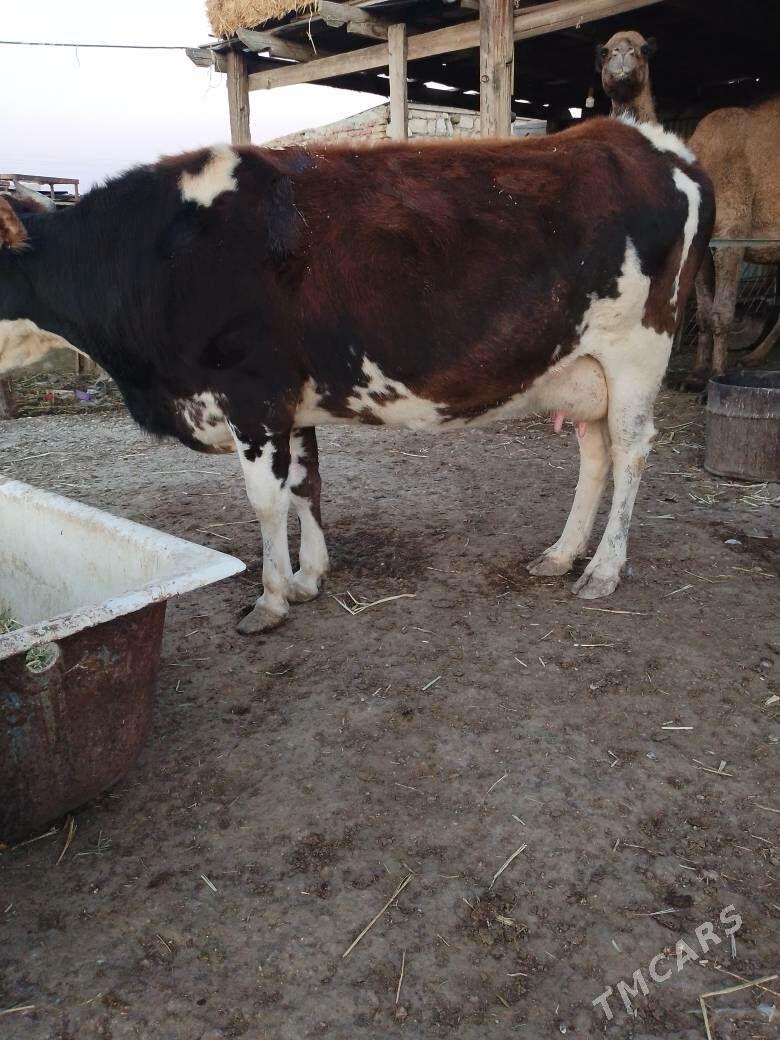 sygyr - Берекет - img 4