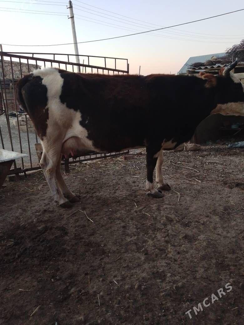 sygyr - Берекет - img 2