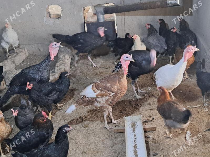 индюк - Türkmenabat - img 5