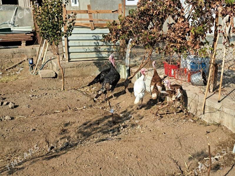 индюк - Türkmenabat - img 2