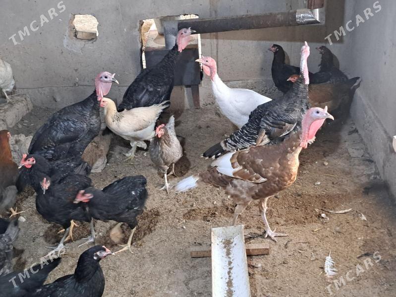 индюк - Türkmenabat - img 4