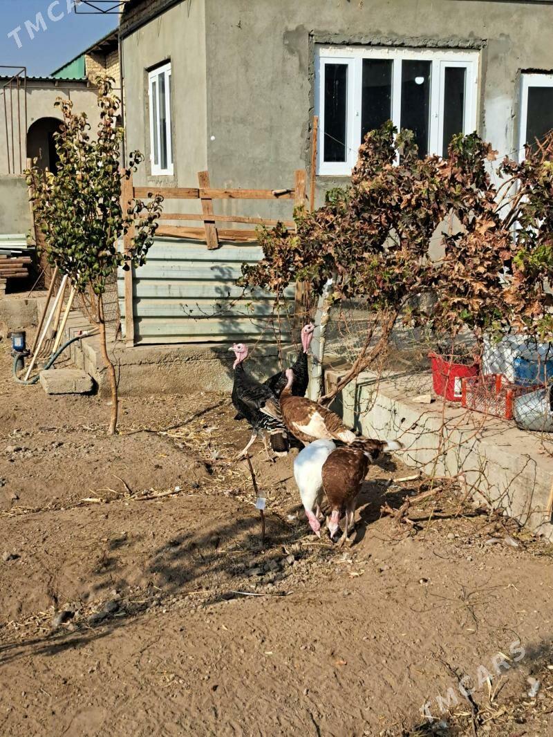 индюк - Türkmenabat - img 3