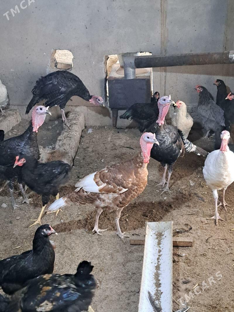 индюк - Türkmenabat - img 6