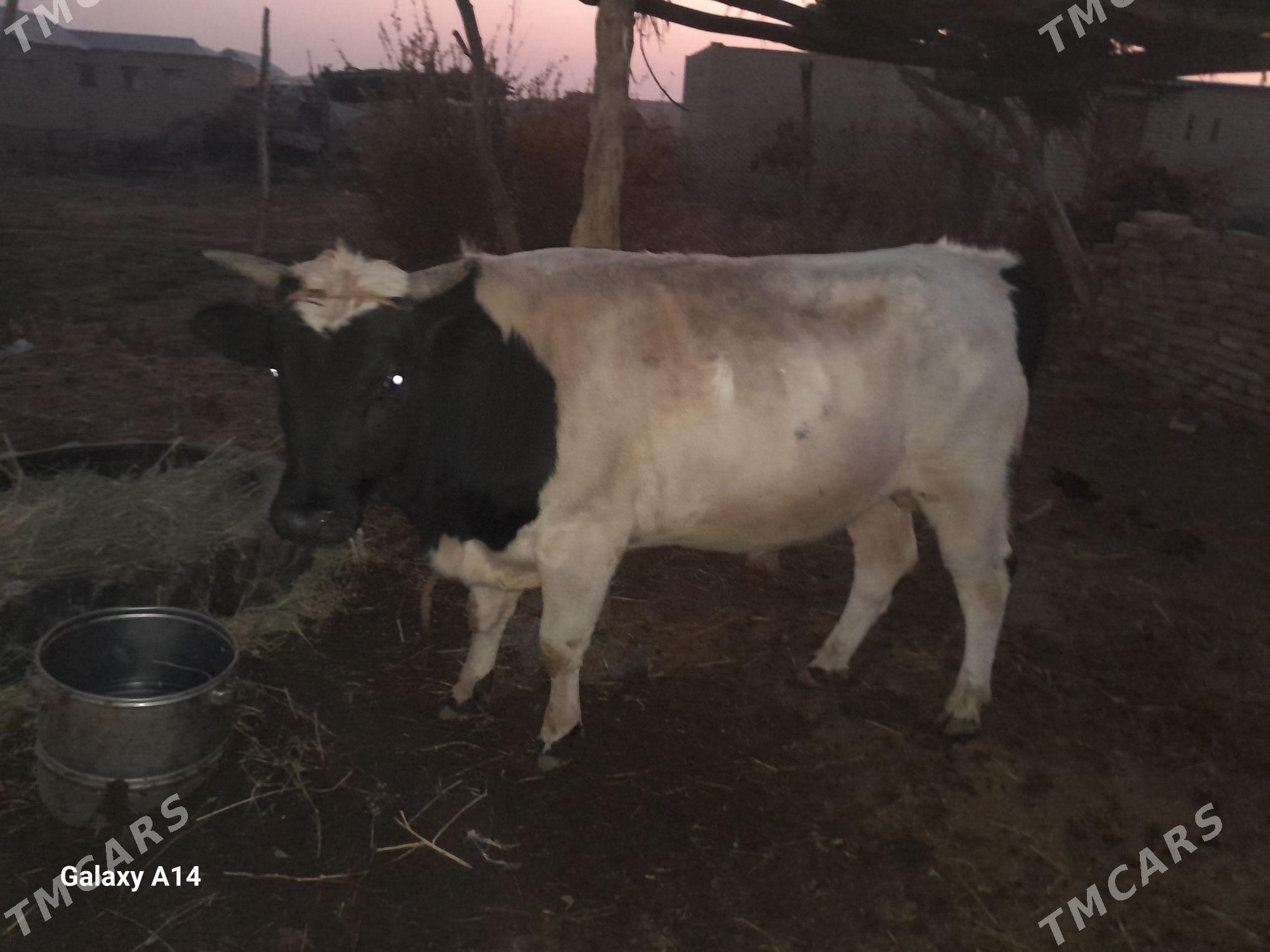 öküz - Дянев - img 3