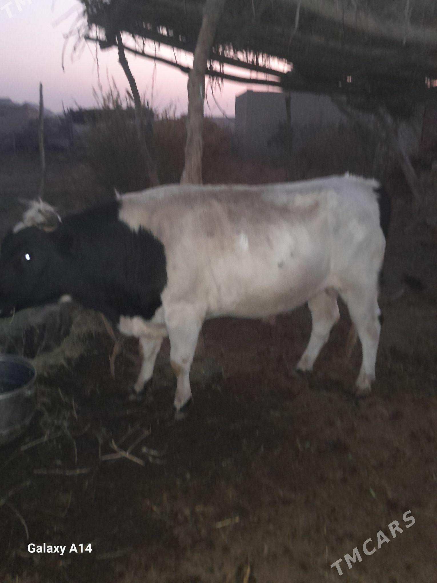 öküz - Дянев - img 2