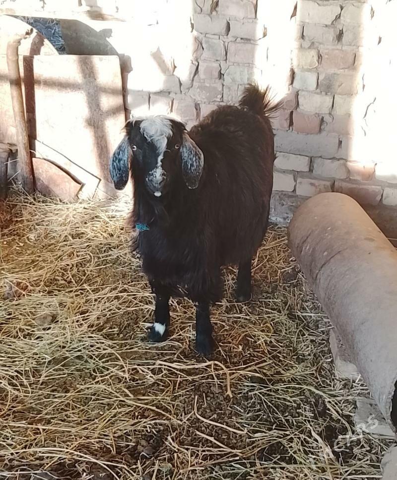 geci - Чарджоу - img 2